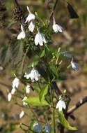 Image de Rhinacanthus nasutus (L.) Kuntze