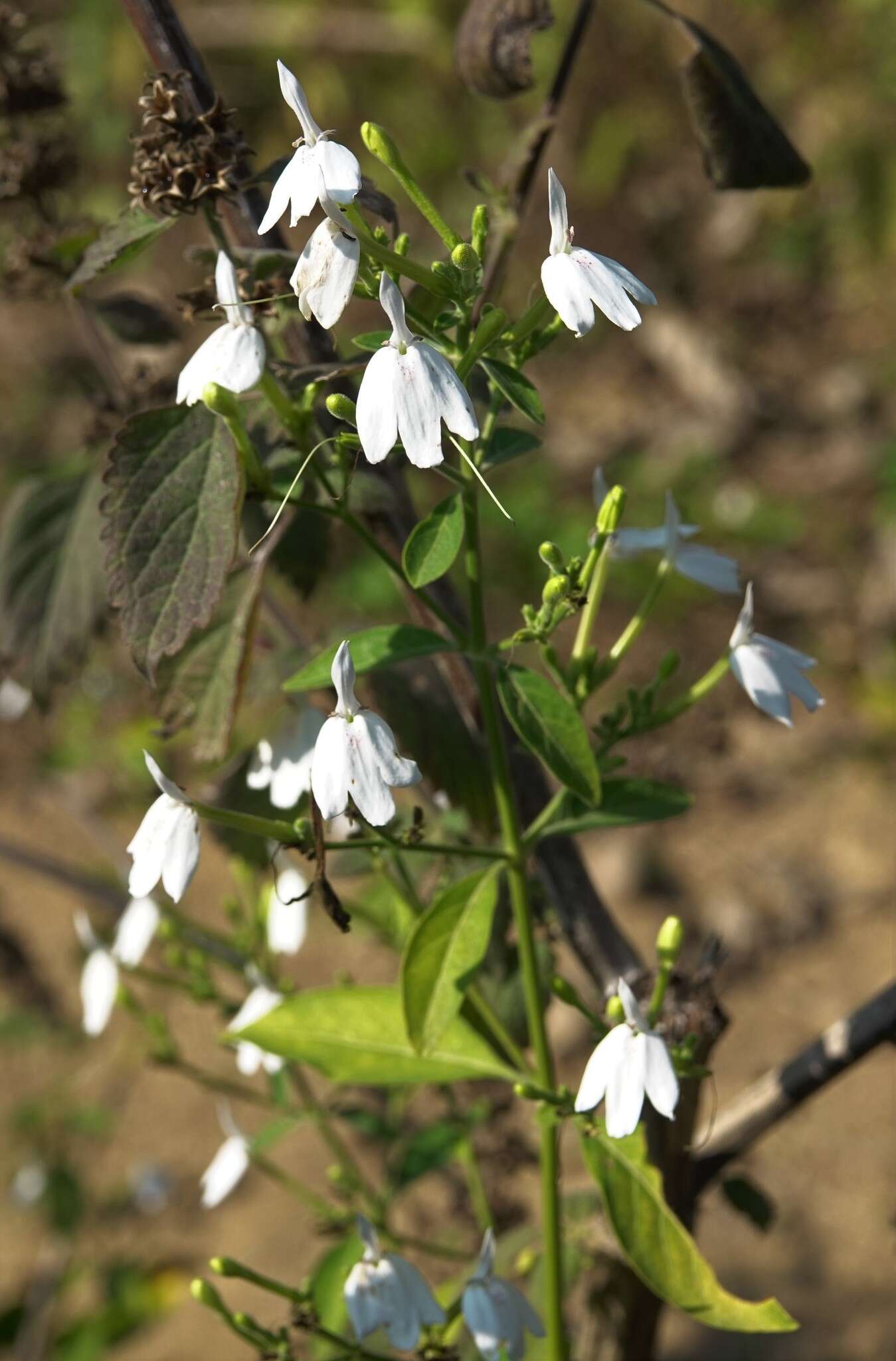 Sivun Rhinacanthus nasutus (L.) Kuntze kuva