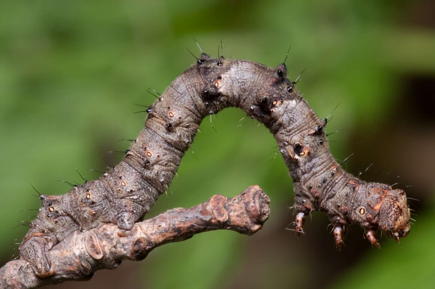 Image of pale brindled beauty