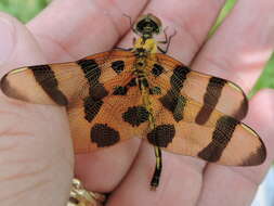 Celithemis eponina (Drury 1773) resmi