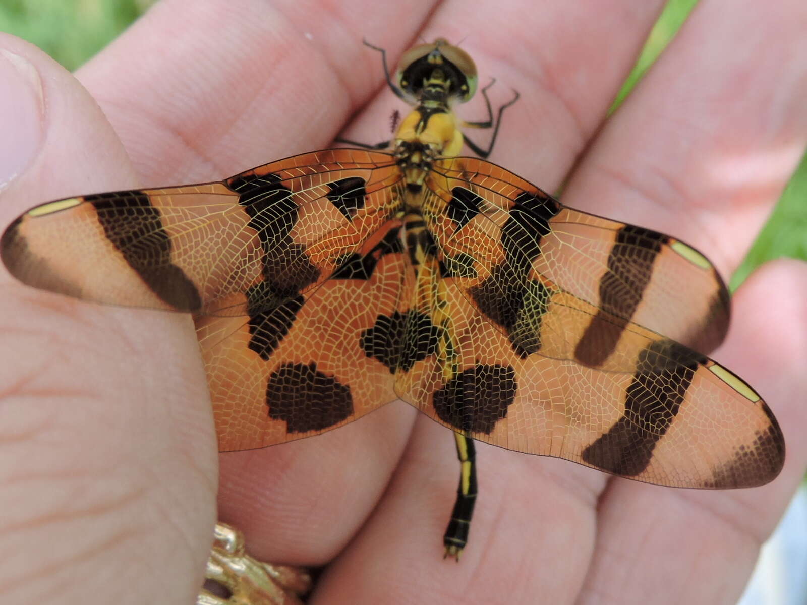 Celithemis eponina (Drury 1773) resmi