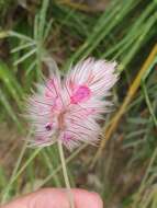 Image of Ebenus pinnata Aiton