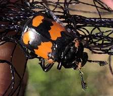 Image of Nicrophorus (Nicrophorus) hebes (Kirby 1837)