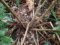 Image of Tree Fern Golden