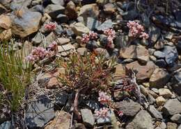 Image of Eriogonum microtheca var. alpinum Reveal