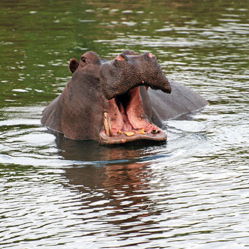 Image of Common Hippopotamus