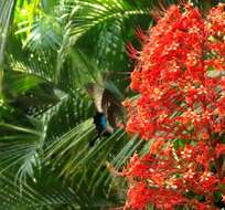 Image of Malabar Banded Peacock