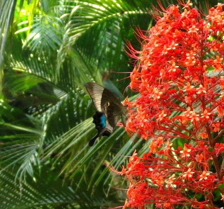 Image of Malabar Banded Peacock