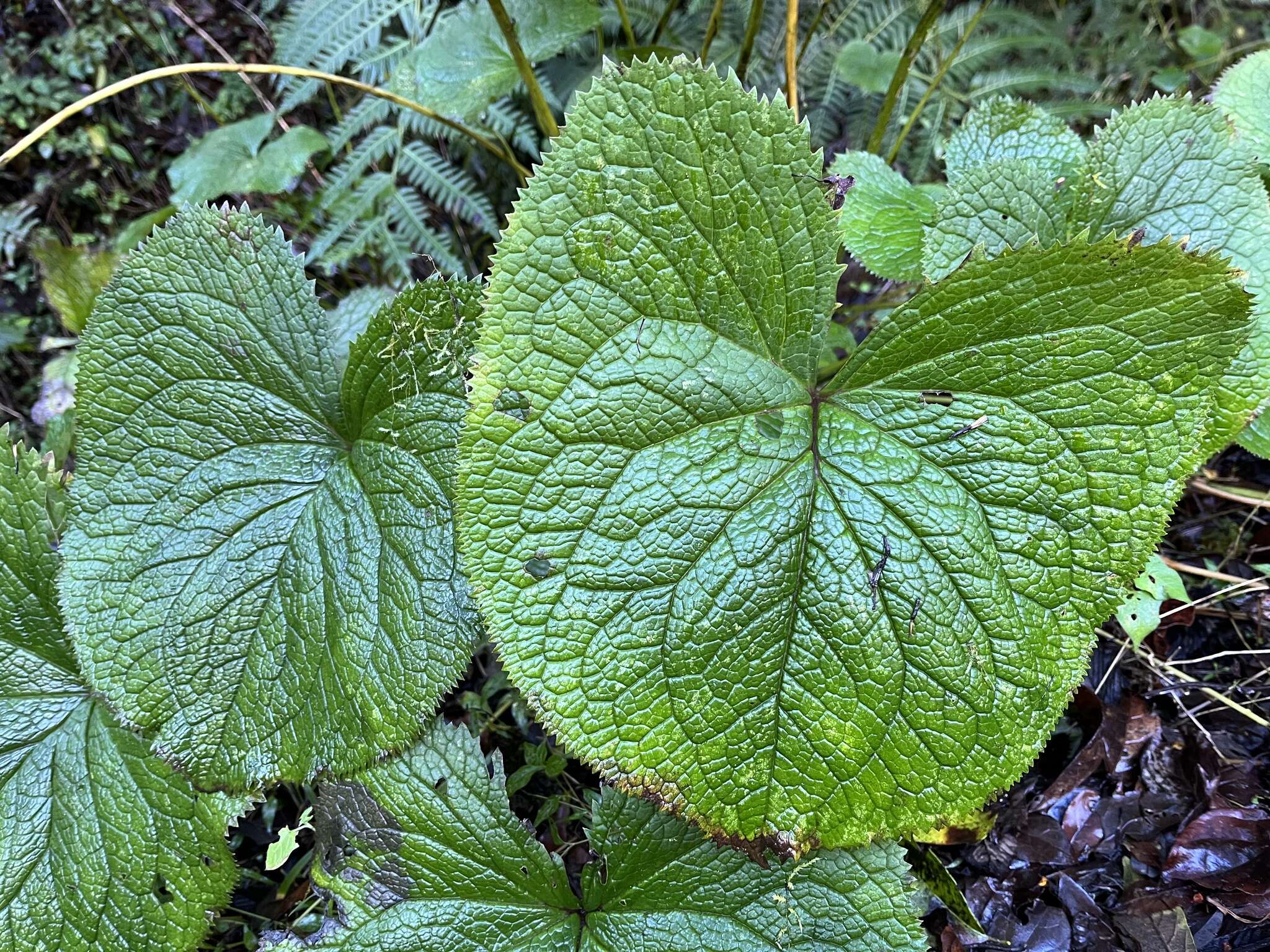 Image de Ligularia stenocephala (Maxim.) Matsum. & Koidz.