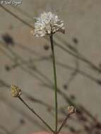 Imagem de Cephalaria joppensis (Rchb.) Coult.