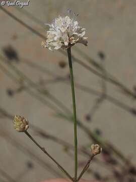 Image of Cephalaria joppensis (Rchb.) Coult.