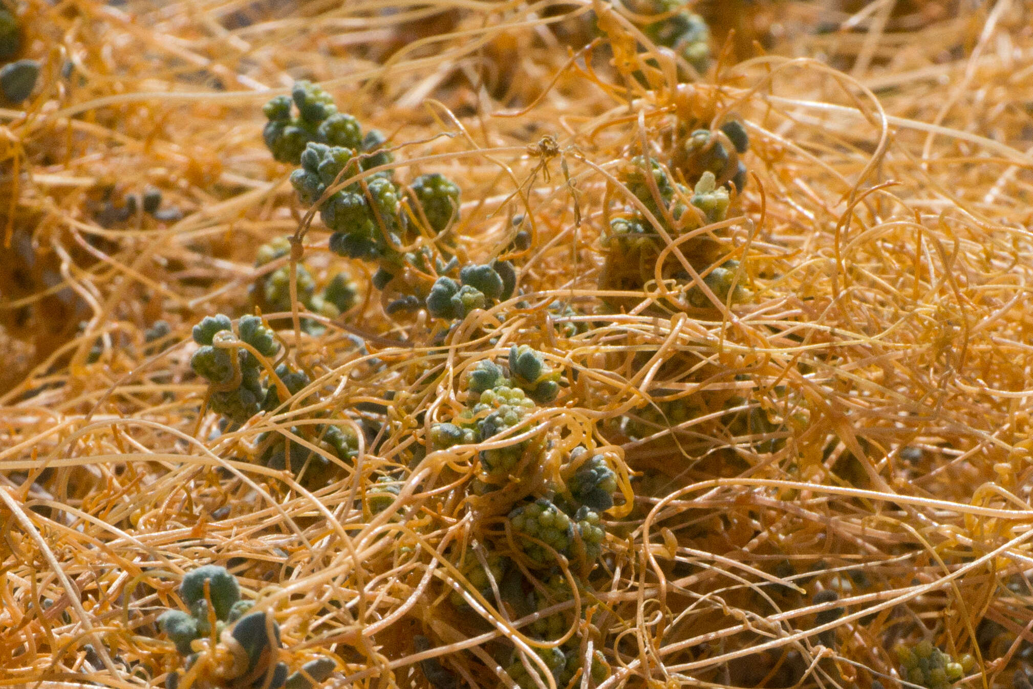 Cuscuta pentagona Engelm. resmi