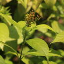 Image of Sarcandra glabra subsp. brachystachys (Bl.) B. Verdcourt