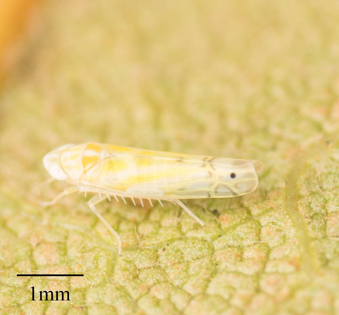 Image of Alconeura (Alconeura) quadrimaculata Lawson 1930