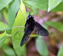 Image of Chrysopilus connexus Johnson 1912