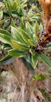 Image of Bejaria mathewsii Field. & Gardn.