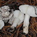 Image of Russula perlactea Murrill 1943