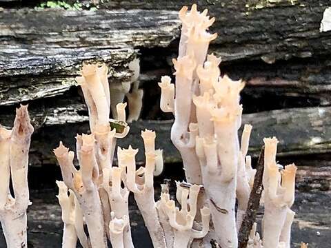 Image of Artomyces austropiperatus Lickey 2003