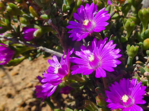 Image of Drosanthemum quadratum Klak