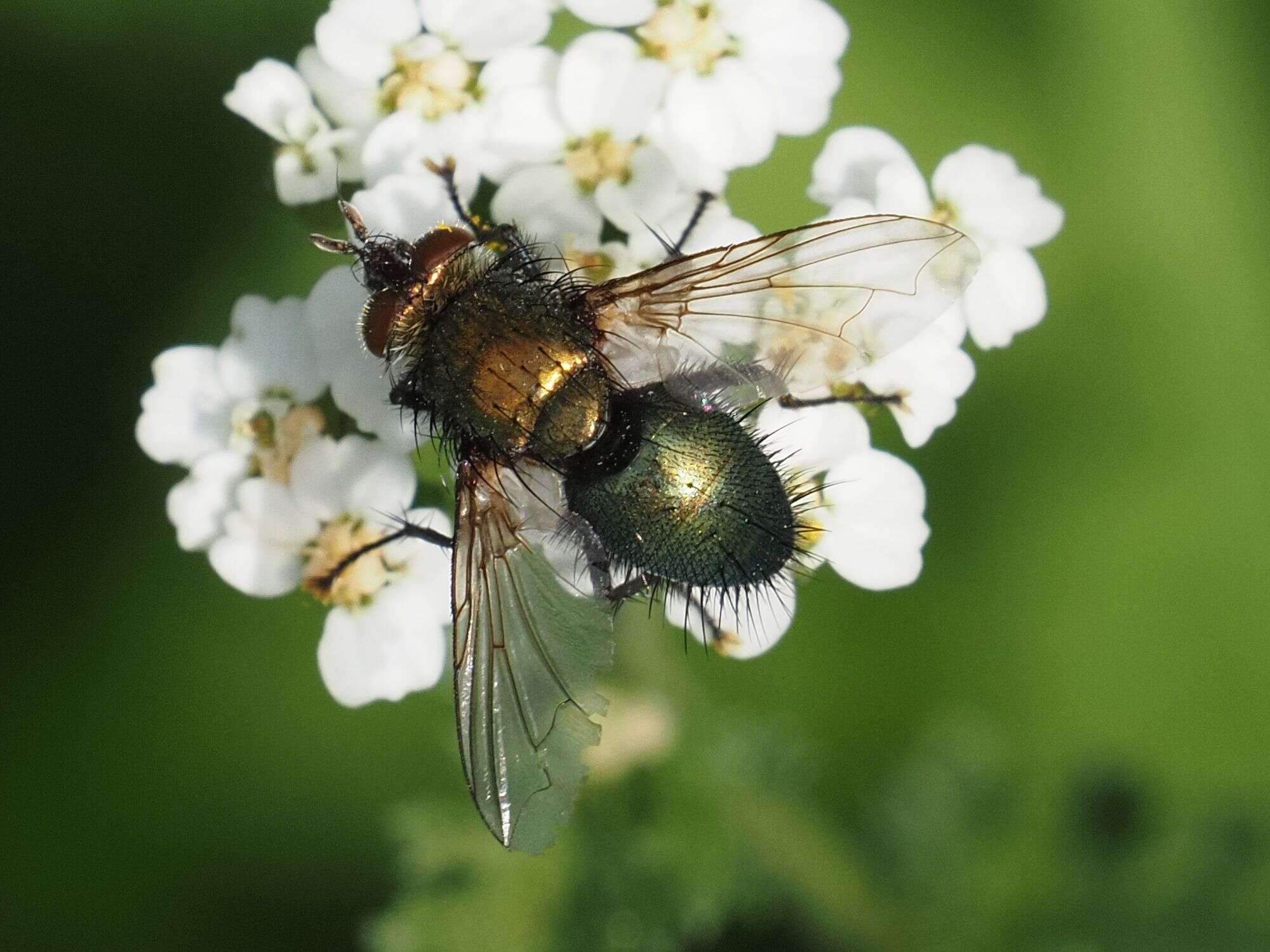 Image of Chrysosomopsis Townsend 1916