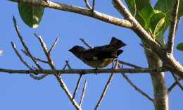 Image of Yellow-winged Tanager