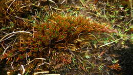 Image de Dracophyllum politum (Cheesem.) Cockayne