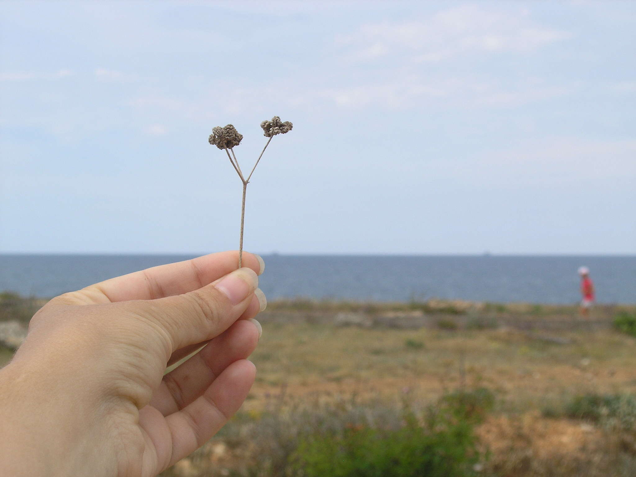 Image of Rumia crithmifolia (Willd.) Koso-Pol.