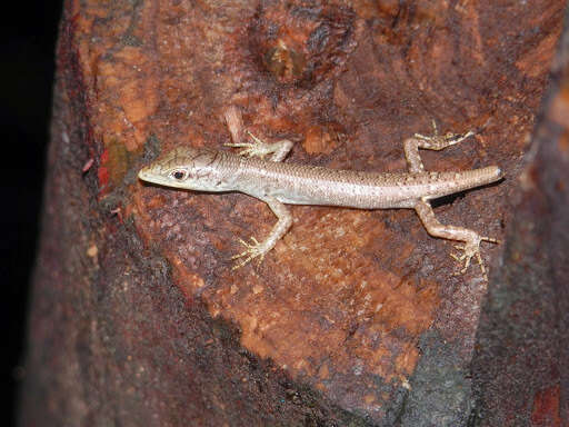 Image of Fiji Green Emo Skink