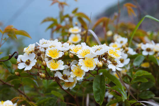 Слика од Rosa cymosa Tratt.