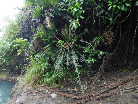 Sivun Cycas edentata de Laub. kuva