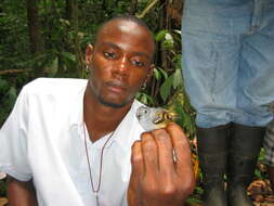 Image of Rufous-bellied Antwren