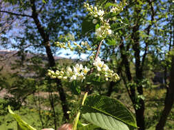 Prunus padus L. resmi