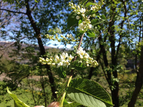 Image of Bird Cherry