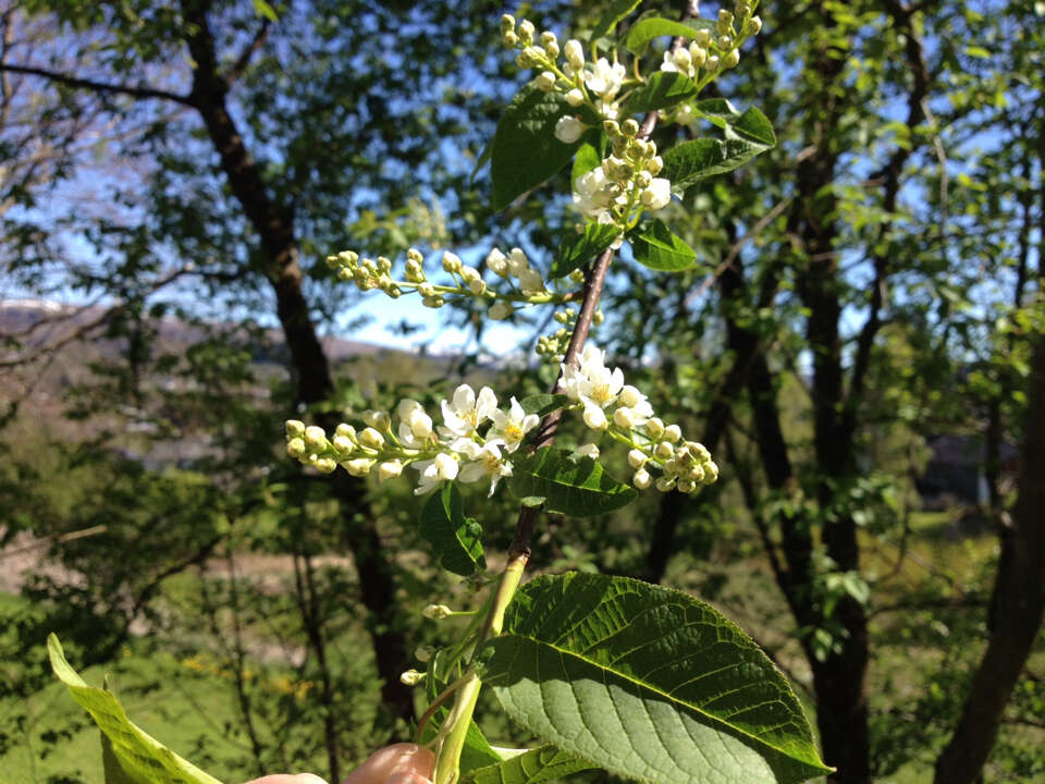 Prunus padus L. resmi