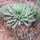 Image of Euphorbia audissoui Marx