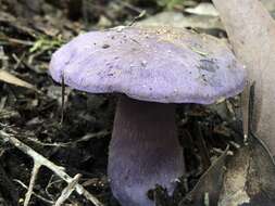 Image of Cortinarius austroviolaceus Gasparini 2001