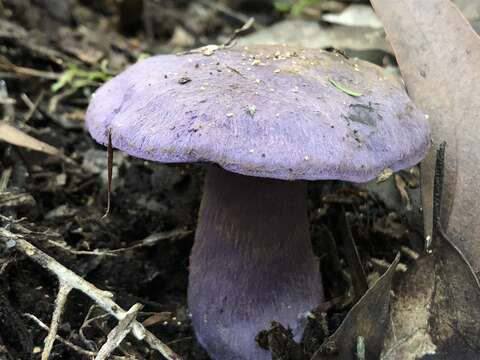 Слика од Cortinarius austroviolaceus Gasparini 2001