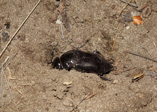 Image of Nicrophorus (Nicrophorus) morio (Gebler 1817)