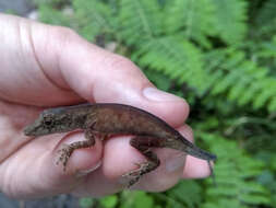 Image of Anolis tolimensis Werner 1916