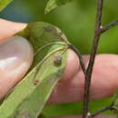 Image of Celticecis pubescens (Patton 1897)