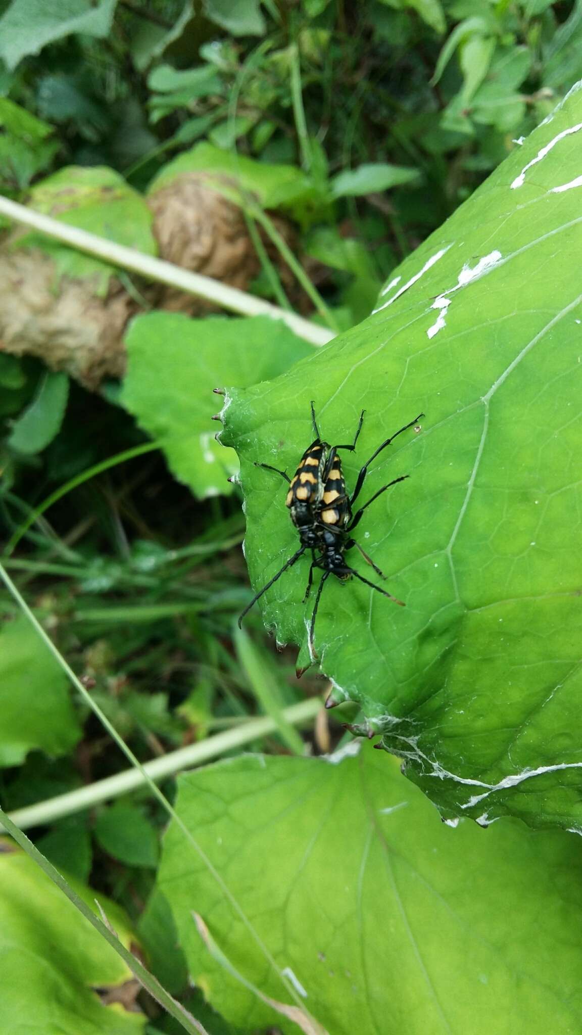 Image of Leptura quadrifasciata Linné 1758