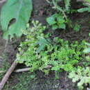 Selaginella devolii H. M. Chang, P. F. Lu & W. L. Chiou的圖片