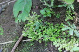 Selaginella devolii H. M. Chang, P. F. Lu & W. L. Chiou resmi