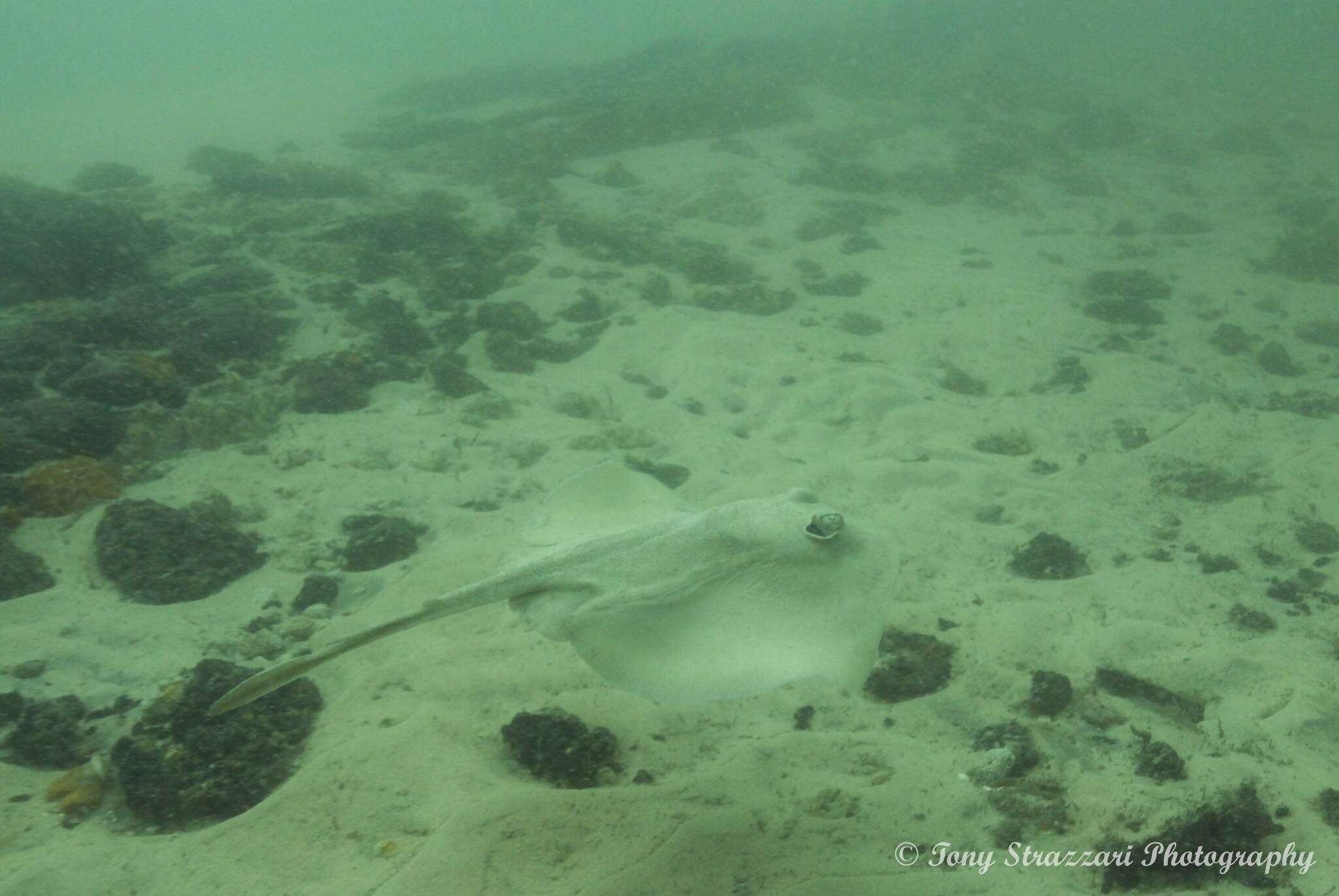 Image of Common Stingaree