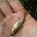 Image of Leopard splitfin