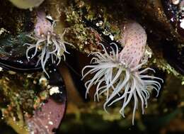 Image of Violet-spotted anemone