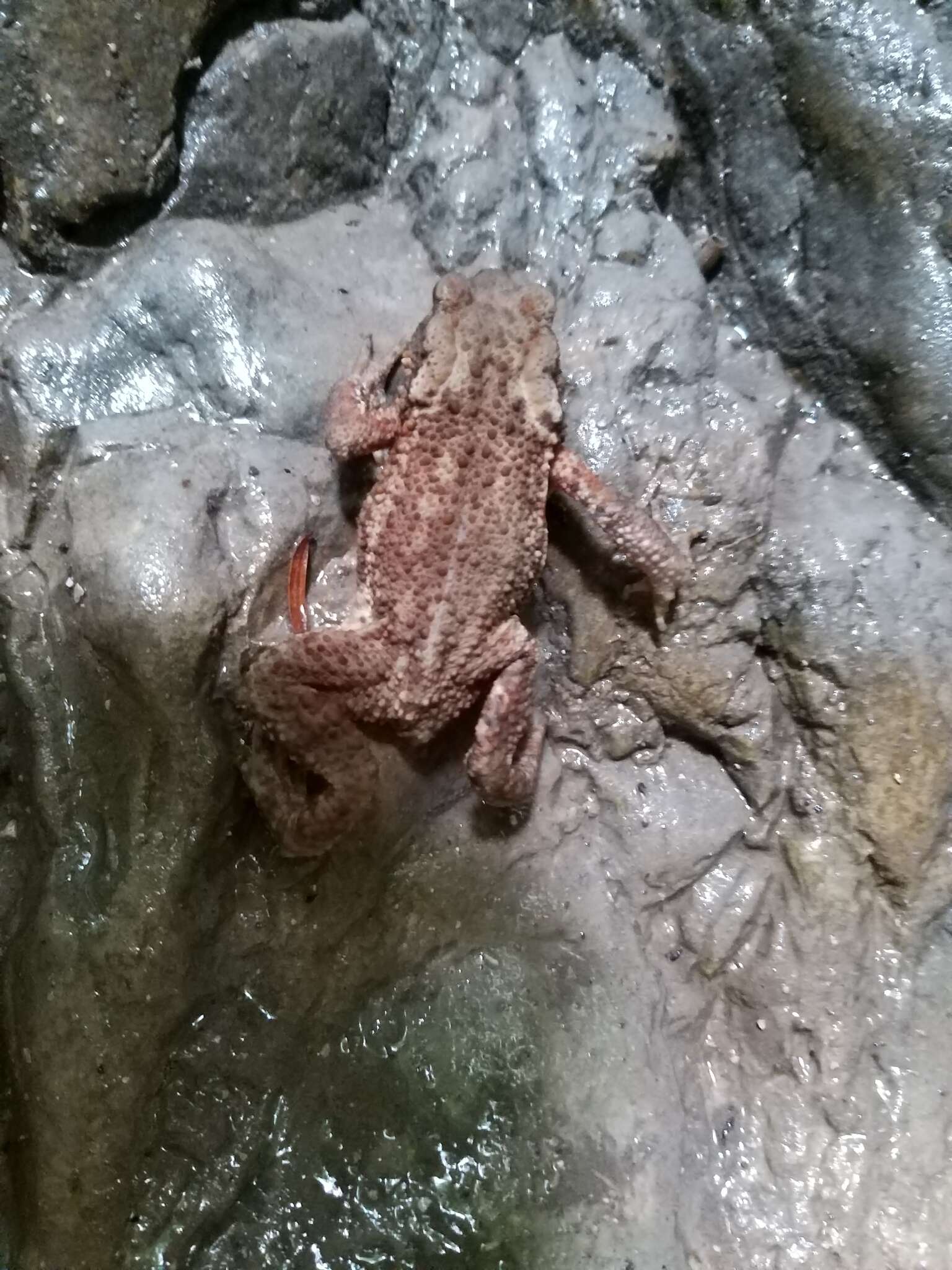 Bufo verrucosissimus (Pallas 1814) resmi