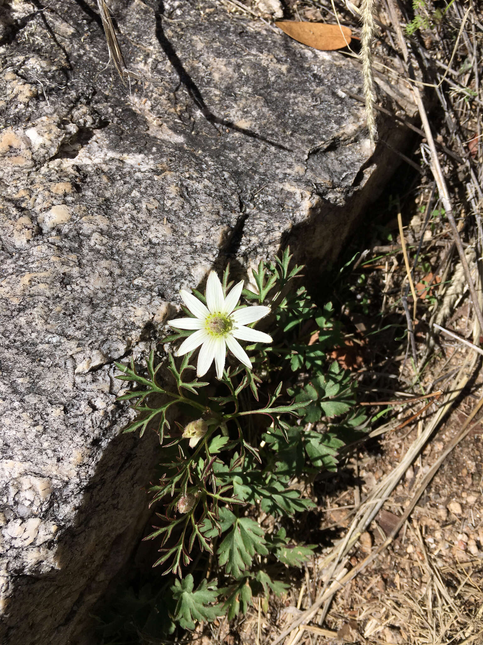 Image of tuber anemone