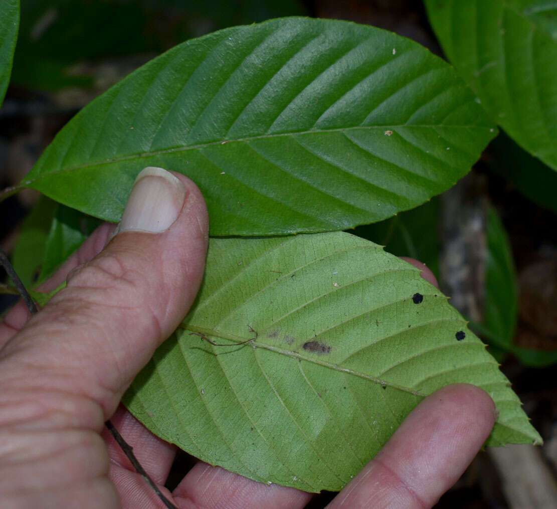 Image of Tetracera nordtiana F. Müll.