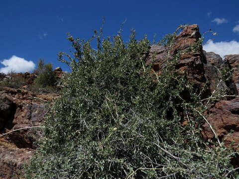 Image of Cissampelos capensis Thunb.